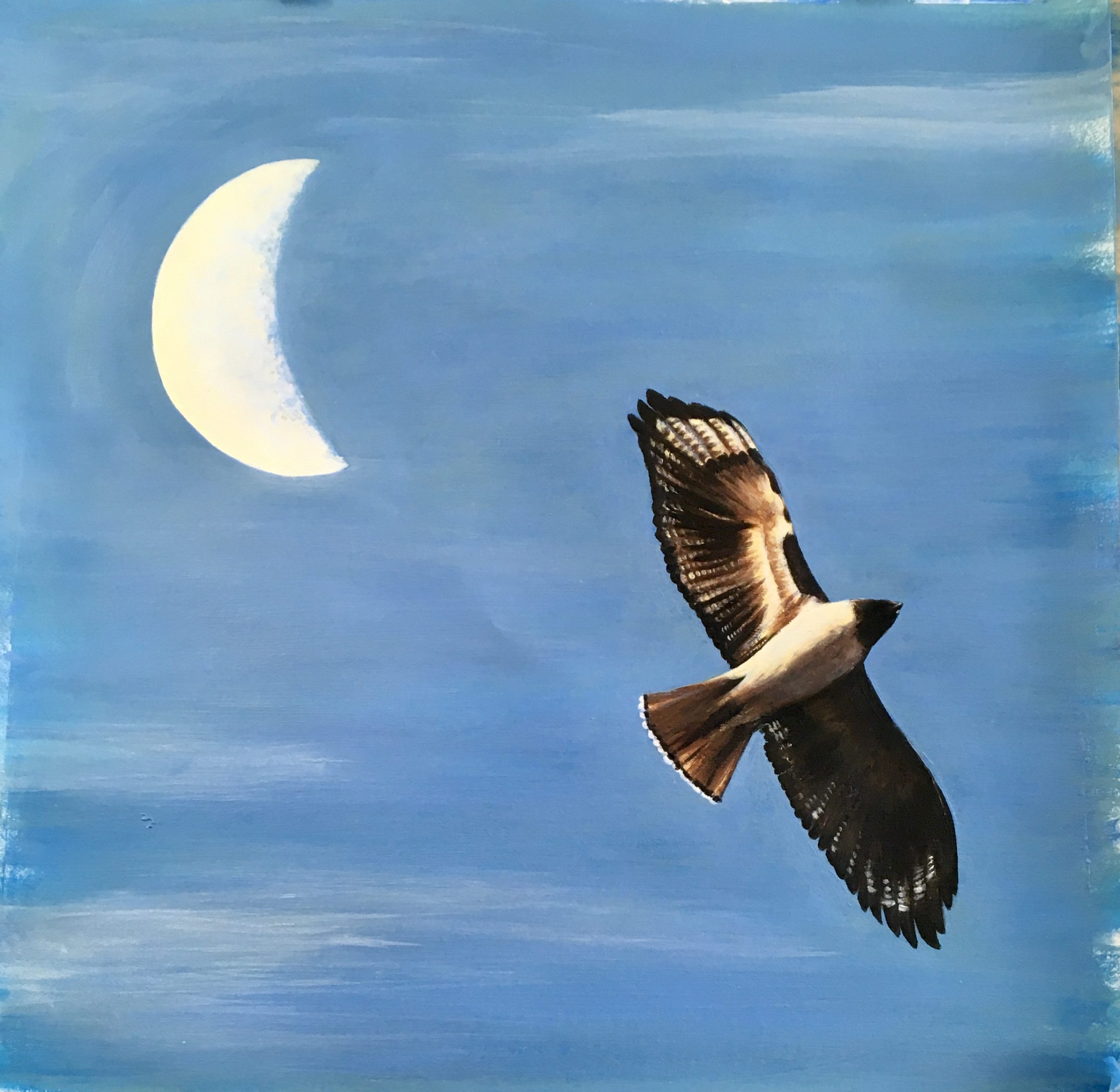 Evening Moon Hawk
