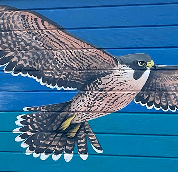 Peregrine Falcon Mural